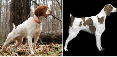 NGDC GFC FC AFC Legacy's Pine Bandit x Anita Littleluck