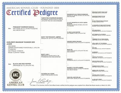 Auslese's Magnum Thunder Der Jager