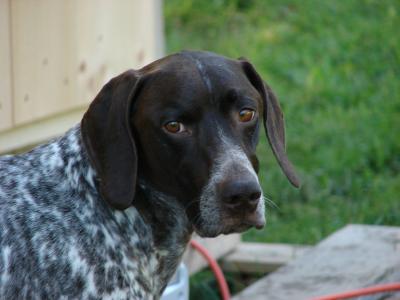 Tipperary's Perfect Irish Mist