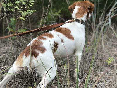 SILVER BULLET OF COLLINE DE REVES