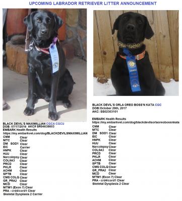 Lab Litter of -Black Devil's Maximillian CGCA CGCU TKN & Black Devil's Orla Oreo Boss'N Kata CGC