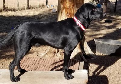 stud lab- Black Devil's Maximillian CGCA CGCU