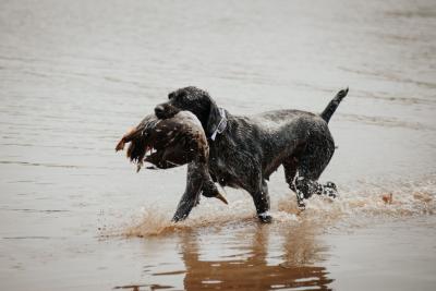 Bone Point's Delta- NA 108