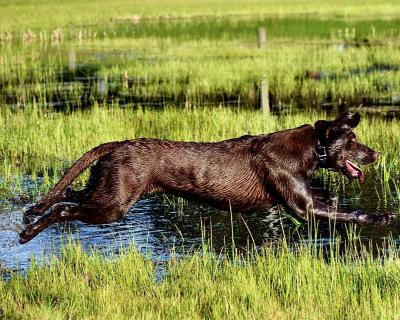 HOTEL CREEK PIXIE DUST