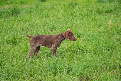 Nosam's Sharp Shootin Spyro NA I SH