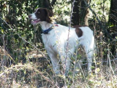 Buff's Flying Bonita