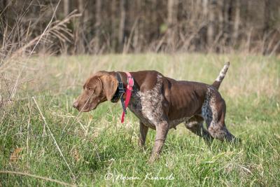 Nosam's Reignited JH