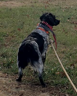 SOUTHERN BELLE'S GOTTA SILVER BULLET