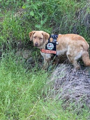 CH DeCocoa's High Desert Rose, CGC,SAR-W