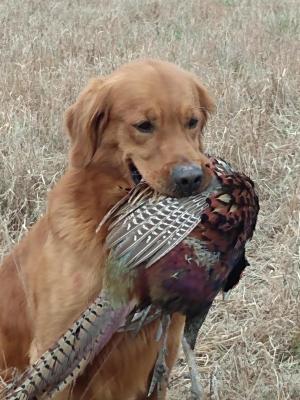 PBGS Show Me The Money SH, WCX