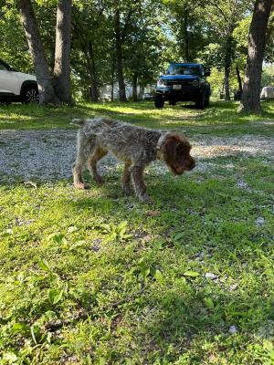 Hickory Sticks Action