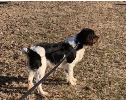 Lancelot’s Sir Galahad