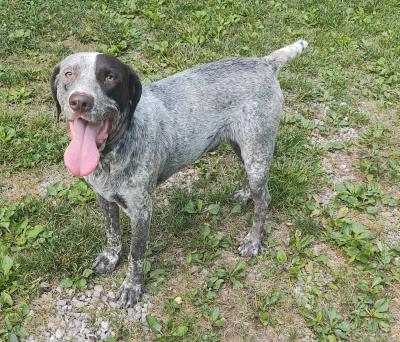 CH OVBD Viti del Monti  NA-P3 (UCEPB)