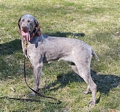 OVBD Comtessa Rosalita D'Atenas