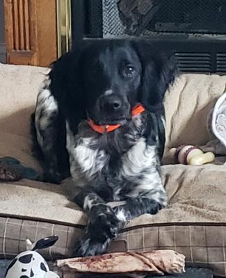 DOWDY'S CHRISTMAS TIME BULLET