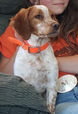 DOWDY'S CHRISTMAS IVY