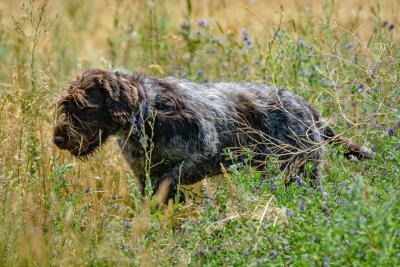 Outback's Swift as the Wind