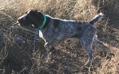 VC THUNDERHILL'S HARDWIRE HANK