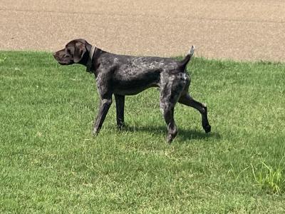 Campisi's Loaded Ruger