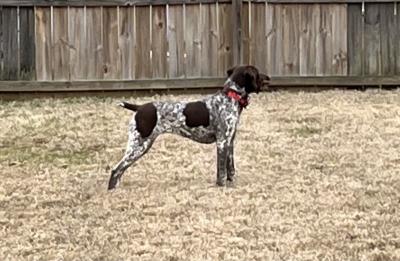 CAMPISI'S PEACE LIKE A RIVER