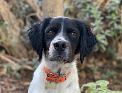 Pip De La Source D’Hannahtchee