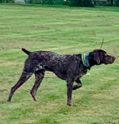 HOLBROOK'S RAMBLIN RONIN