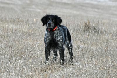 2xNBOB GUN Olivia du Ten Bar Ranch TAN