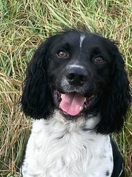 FC Cutaways of Salmy's Morgan MH