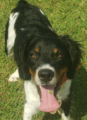 DOWDY'S RASCAL'S GOTTA BULLET