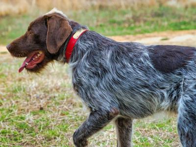 ATLAS AND OAKLEY PUPPIES