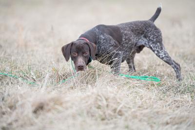 GRCH CH Ehrenvogel Bears, Beets, Battlestar Galactica JH