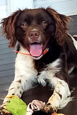 DOWDY'S ULTRA TATOOED BULLET