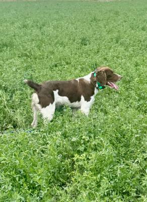 Timp’s Brother Brigham