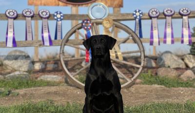 HRCH 4XGMPR-TC1 CVK Gettin It Done MH APLA HOF 2024 