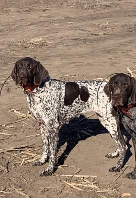 Triple Flush eye candy Lola