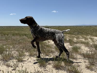 IHD'S NMK MARDI GRAS BAYOU