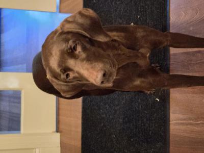 Misty Roses Star of Wolf Plain Brook