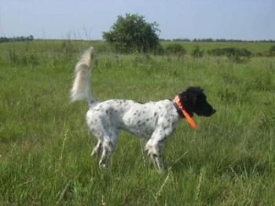 Ch Tekoa Mountain Dakota