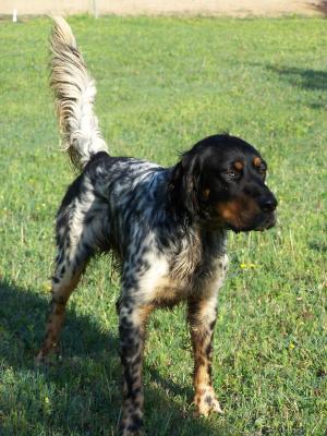 Xerxes Highland Bullet