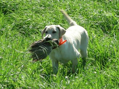 Tri-lab kennels Pointing Labradors