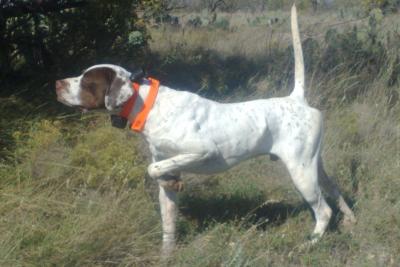 Southern Hills Kennel