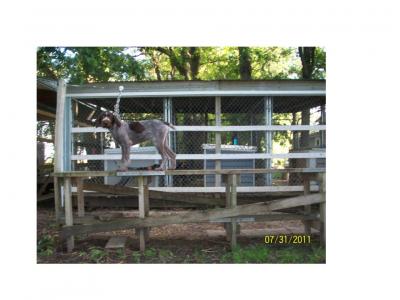 Kroells County Line Kennels