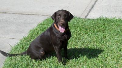 Midnight Ridge Retrievers LLC