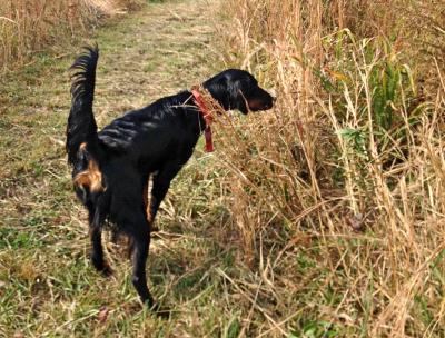 Training with Christy Lee @ Christy Lee's Farm LLC