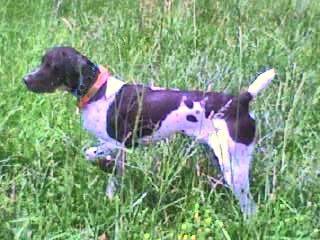 Quail Valley Hunt Club