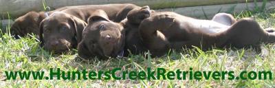 Hunters Creek Retrievers - Top Dog Training USA