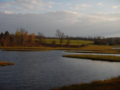 "Renegade Young Dog Program"