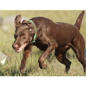 clear water retrievers