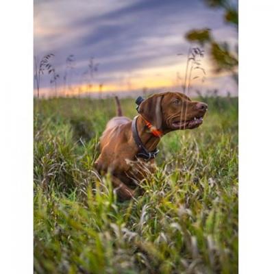 Martinsen's Red Point Kennel