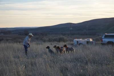 Hun Hill Kennel Griffon Training